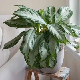 Aglaonema