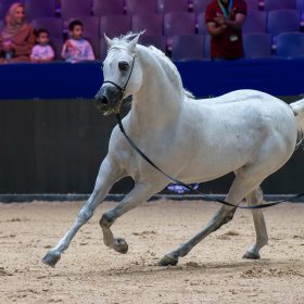 Salon du cheval