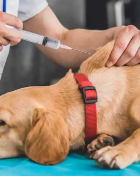 Vaccination du Chien