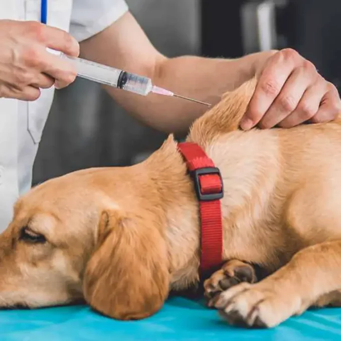Vaccination du Chien
