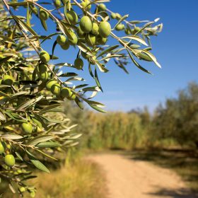 close-up-of-green-istrian-olives-on-branch