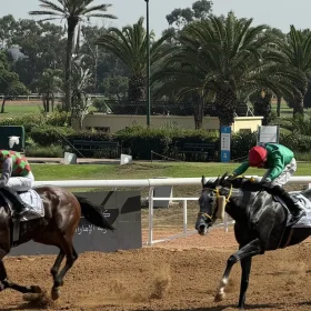 courses de pur-sang arabes