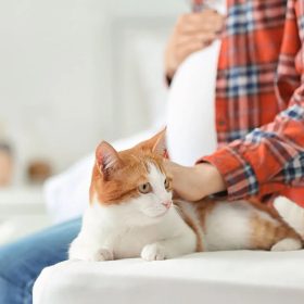 femme-enceinte-et-chat