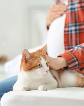 femme-enceinte-et-chat