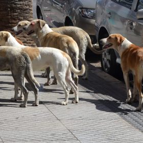 les-chiens-maroc