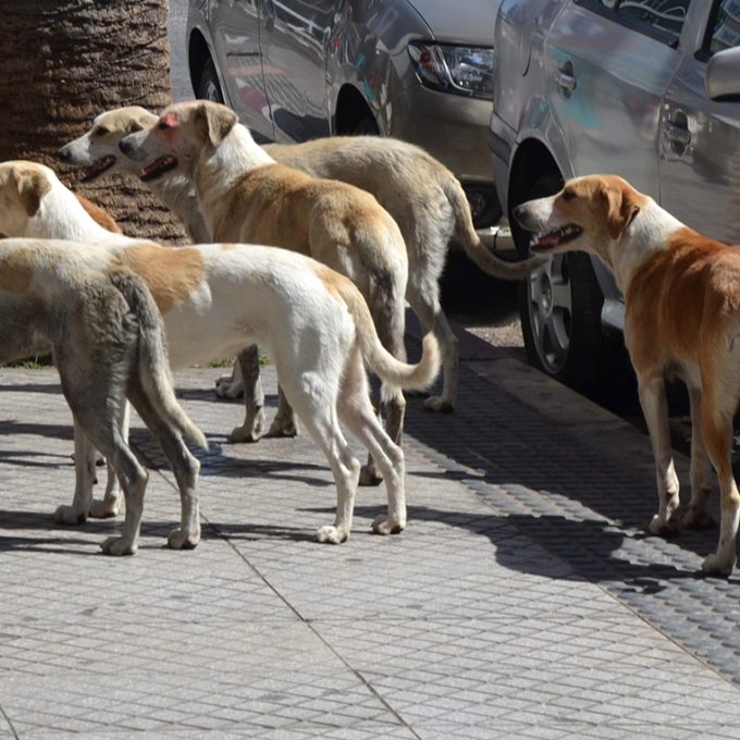 les-chiens-maroc