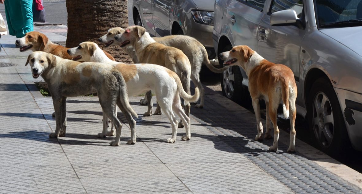 les-chiens-maroc